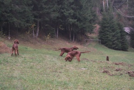 setríci  v horách...